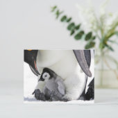 Kutest Baby Animals | Baby keizer Penguin Briefkaart (Staand voorkant)