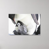 Kutest Baby Animals | Baby keizer Penguin Canvas Afdruk (Voorkant)
