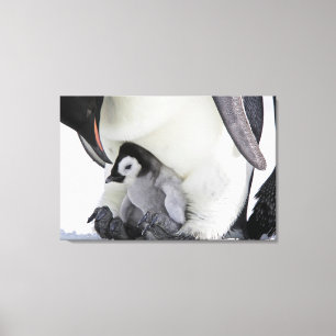 Kutest Baby Animals   Baby keizer Penguin Canvas Afdruk