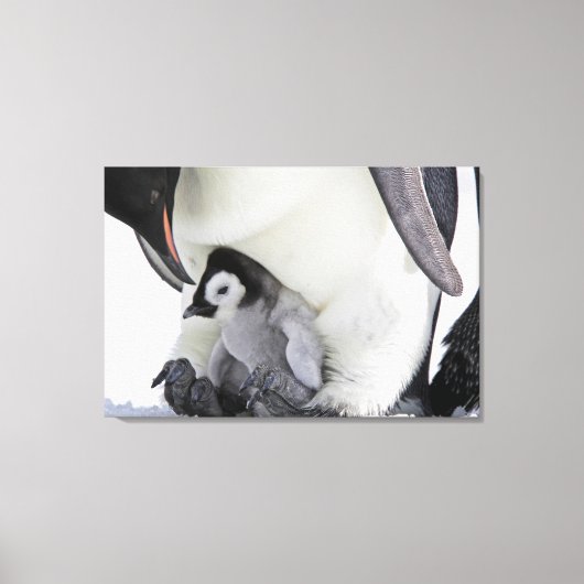 Kutest Baby Animals | Baby keizer Penguin Canvas Afdruk (Voorkant)