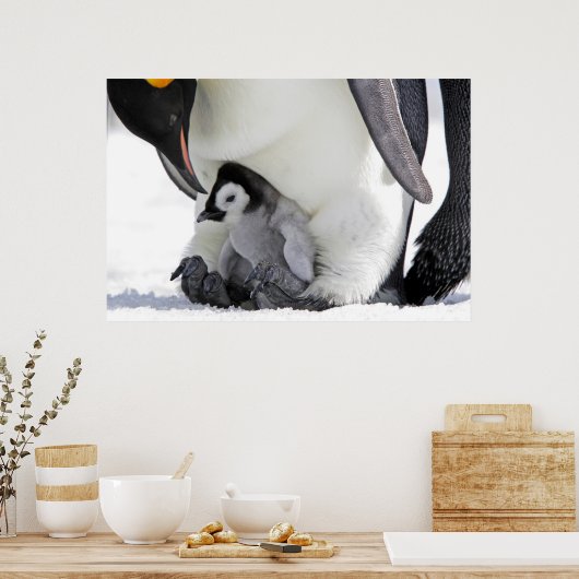 Kutest Baby Animals | Baby keizer Penguin Poster (Keuken)