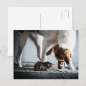 Kutest Baby Animals | Baby Kitten en Dog Briefkaart (Voorkant / Achterkant)