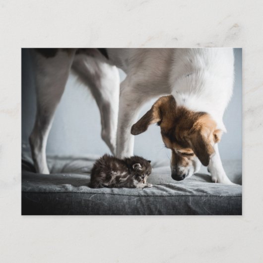 Kutest Baby Animals | Baby Kitten en Dog Briefkaart (Voorkant)