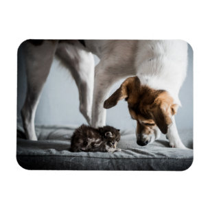 Kutest Baby Animals Baby Kitten en Dog Magneet