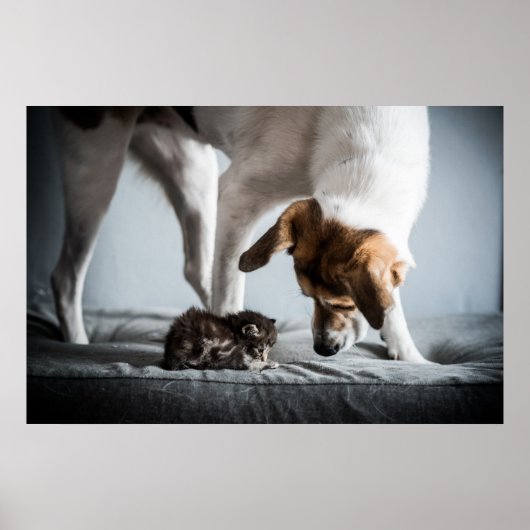Kutest Baby Animals | Baby Kitten en Dog Poster (Voorkant)
