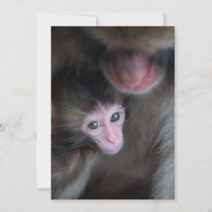 Kutest Baby Animals Baby Macaque Monkey en moede Bedankkaart