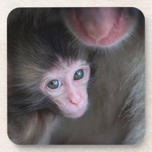 Kutest Baby Animals   Baby Macaque Monkey en moede Bier Onderzetter