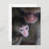 Kutest Baby Animals | Baby Macaque Monkey en moede Briefkaart (Voorkant / Achterkant)