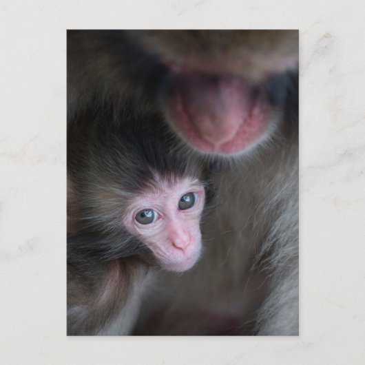 Kutest Baby Animals | Baby Macaque Monkey en moede Briefkaart (Voorkant)
