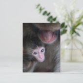 Kutest Baby Animals | Baby Macaque Monkey en moede Briefkaart (Staand voorkant)