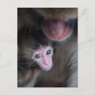 Kutest Baby Animals   Baby Macaque Monkey en moede Briefkaart