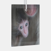 Kutest Baby Animals | Baby Macaque Monkey en moede Glas Ornament (Voorkant Rechts)