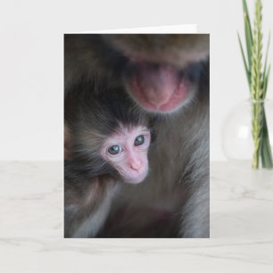 Kutest Baby Animals Baby Macaque Monkey en moede Kaart