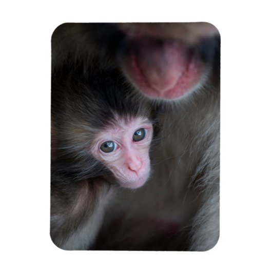 Kutest Baby Animals | Baby Macaque Monkey en moede Magneet (Verticaal)