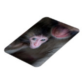Kutest Baby Animals | Baby Macaque Monkey en moede Magneet (Linkerzijde)