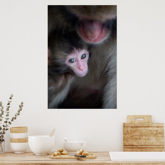 Kutest Baby Animals | Baby Macaque Monkey en moede Poster (Keuken)