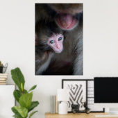 Kutest Baby Animals | Baby Macaque Monkey en moede Poster (Thuiskantoor)