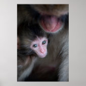 Kutest Baby Animals | Baby Macaque Monkey en moede Poster (Voorkant)