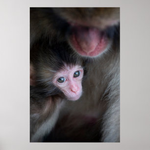 Kutest Baby Animals   Baby Macaque Monkey en moede Poster