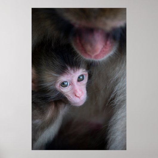 Kutest Baby Animals | Baby Macaque Monkey en moede Poster (Voorkant)