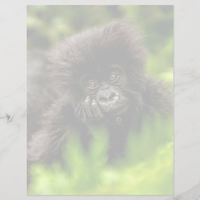 Kutest Baby Animals | Baby Mountain Gorilla (Voorkant)