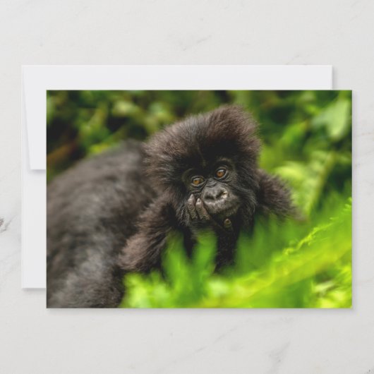 Kutest Baby Animals | Baby Mountain Gorilla Bedankkaart (Voorkant)