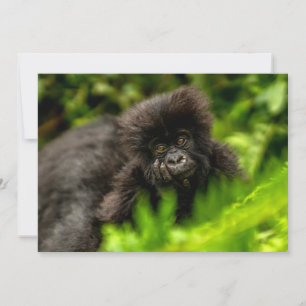 Kutest Baby Animals Baby Mountain Gorilla Bedankkaart