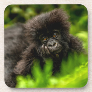 Kutest Baby Animals   Baby Mountain Gorilla Bier Onderzetter
