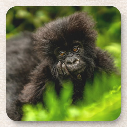 Kutest Baby Animals | Baby Mountain Gorilla Bier Onderzetter (Voorkant)