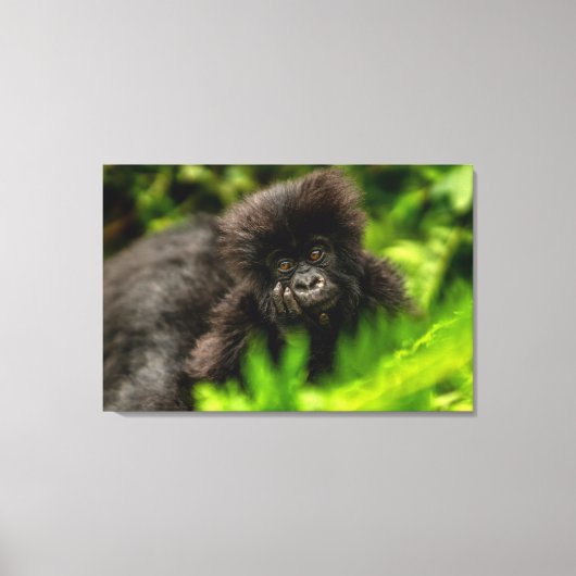 Kutest Baby Animals | Baby Mountain Gorilla Canvas Afdruk (Voorkant)