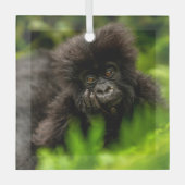 Kutest Baby Animals | Baby Mountain Gorilla Glas Ornament (Voorkant)