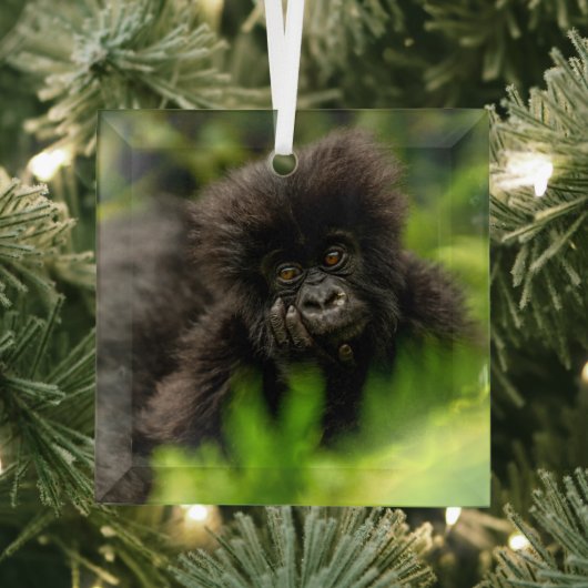 Kutest Baby Animals | Baby Mountain Gorilla Glas Ornament (Insitu)