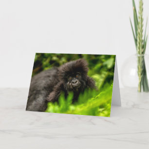 Kutest Baby Animals   Baby Mountain Gorilla Kaart