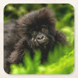 Kutest Baby Animals   Baby Mountain Gorilla Kartonnen Onderzetters