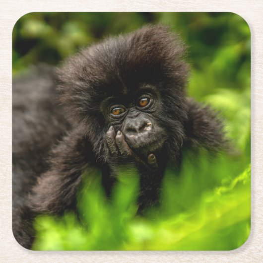 Kutest Baby Animals | Baby Mountain Gorilla Kartonnen Onderzetters (Voorkant)