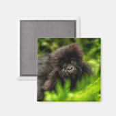 Kutest Baby Animals | Baby Mountain Gorilla Magneet (Voorkant / Achterkant)