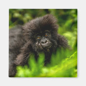 Kutest Baby Animals | Baby Mountain Gorilla Magneet (Voorkant)
