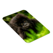 Kutest Baby Animals | Baby Mountain Gorilla Magneet (Rechterzijde)