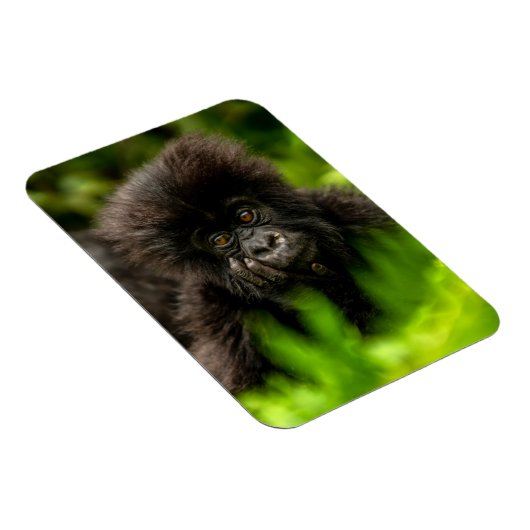 Kutest Baby Animals | Baby Mountain Gorilla Magneet (Rechterzijde)