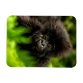 Kutest Baby Animals | Baby Mountain Gorilla Magneet (Horizontaal)