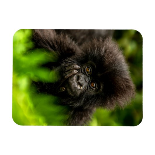 Kutest Baby Animals | Baby Mountain Gorilla Magneet (Horizontaal)