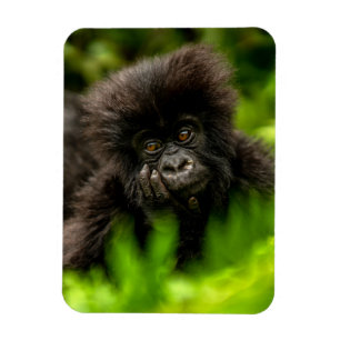 Kutest Baby Animals Baby Mountain Gorilla Magneet