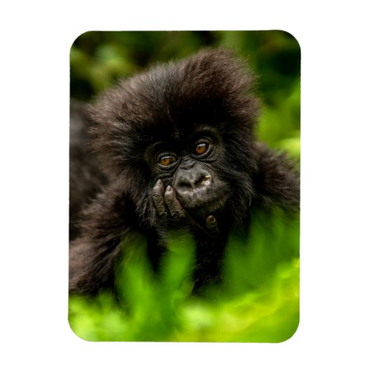 Kutest Baby Animals | Baby Mountain Gorilla Magneet (Verticaal)