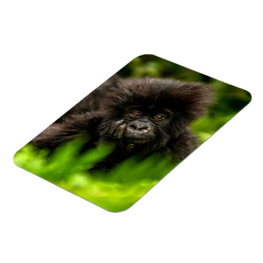Kutest Baby Animals | Baby Mountain Gorilla Magneet (Linkerzijde)