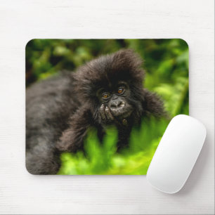 Kutest Baby Animals Baby Mountain Gorilla Muismat