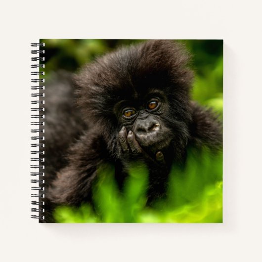 Kutest Baby Animals | Baby Mountain Gorilla Notitieboek (Voorkant)