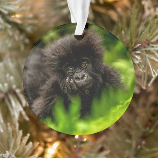 Kutest Baby Animals | Baby Mountain Gorilla Ornament (Boom)