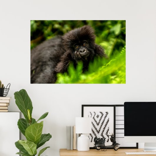 Kutest Baby Animals | Baby Mountain Gorilla Poster (Thuiskantoor)