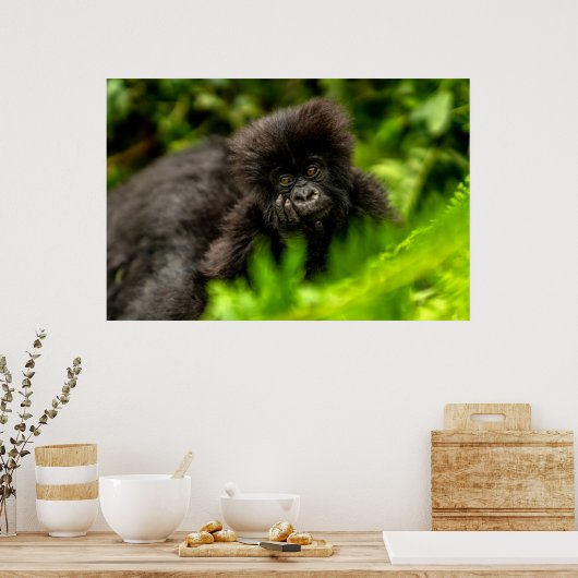 Kutest Baby Animals | Baby Mountain Gorilla Poster (Keuken)