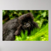 Kutest Baby Animals | Baby Mountain Gorilla Poster (Voorkant)